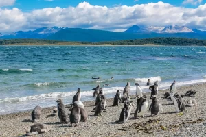ペンギン島