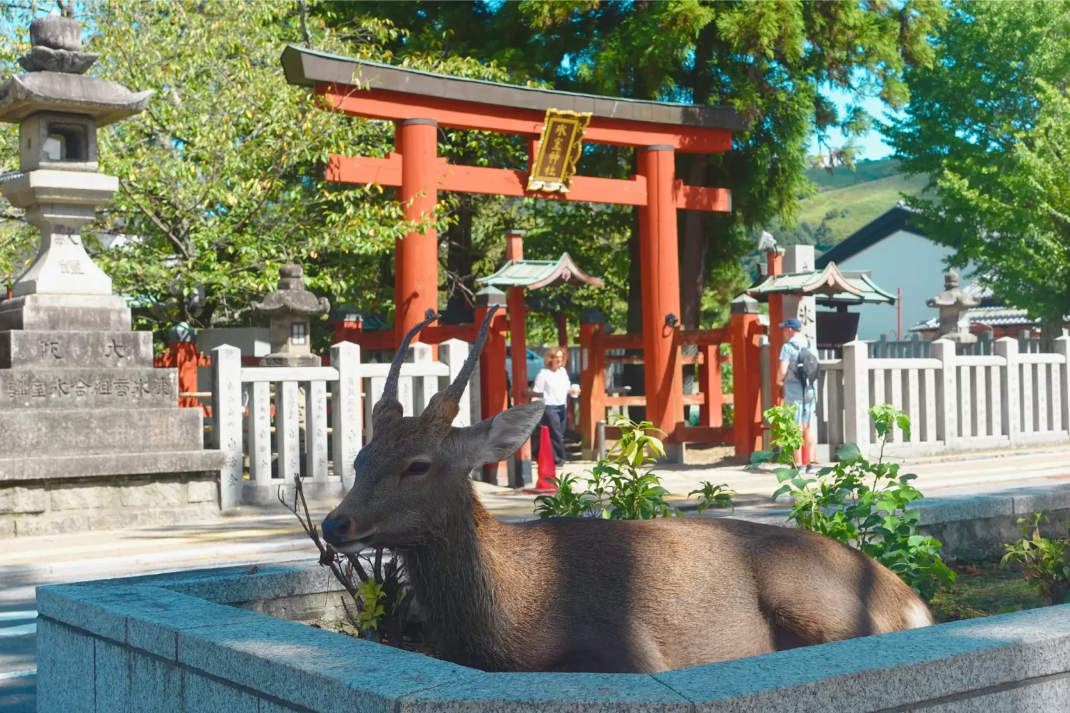 Parque de Nara Japão