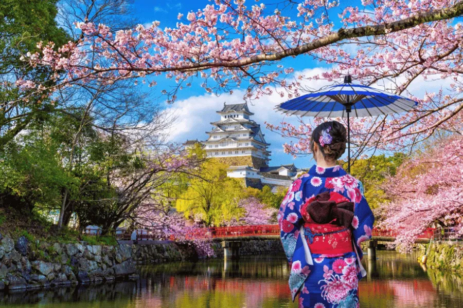 Imagem Capa Cerejeiras Japão
